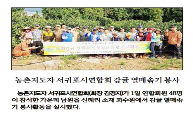 농촌지도자 서귀포시연합회 감귤 열매솎기 봉사 